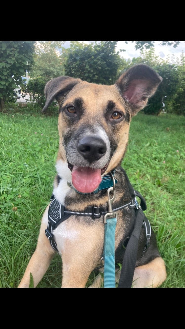 Tierschutzhund Günther entspannt sich nach einem langen Bürotag auf der grünen Wiese beim entspannten Gassigang – unser treuer Bürohund mit großem Herzen