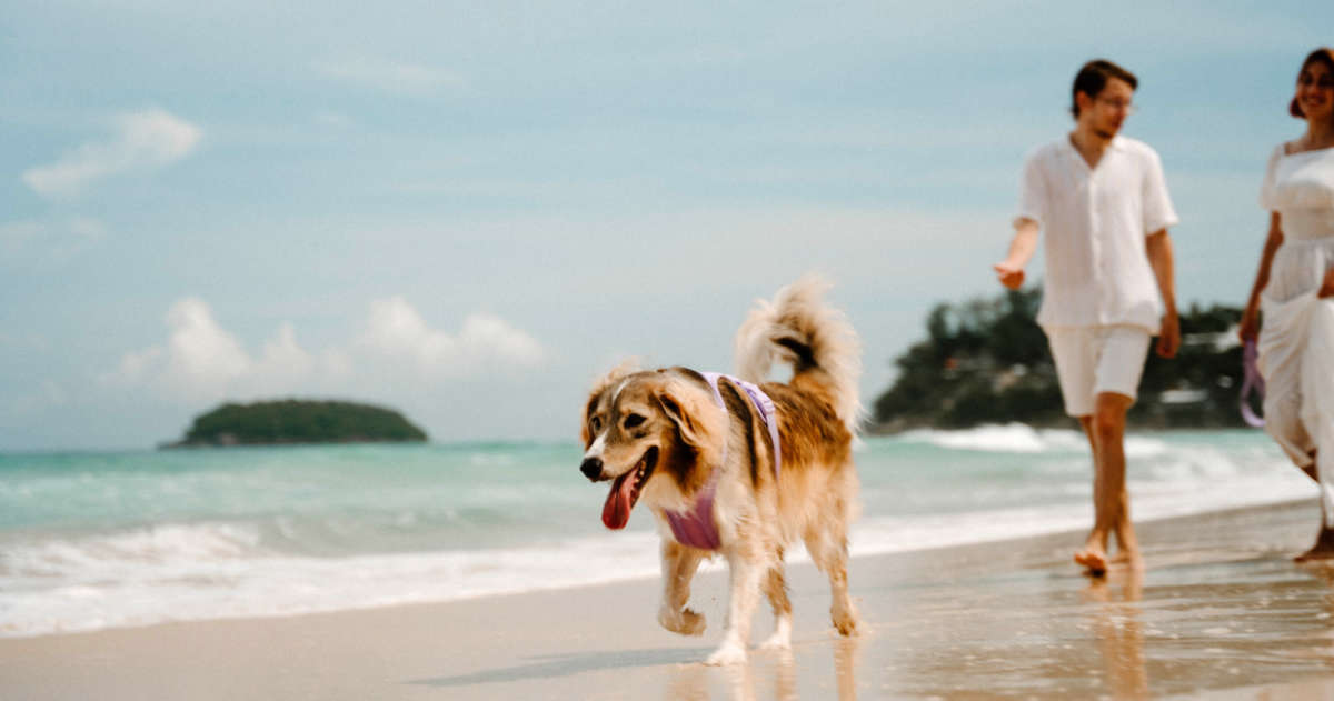 Baerenstyle Strolche Hund und Besitzer am Strand